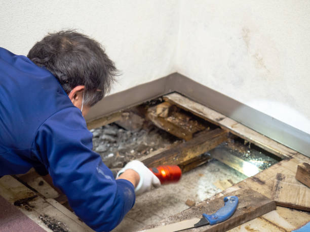 Best Office Mold Removal Services  in Hughesville, PA