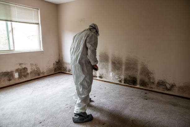 Best Mold Cleaning Services  in Hughesville, PA